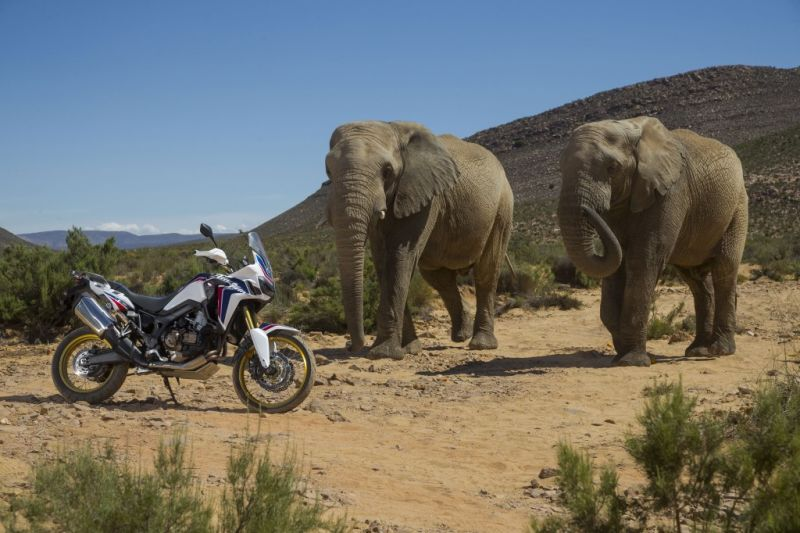 Pictured: Honda Africa Twin. This look is hot and still heating right now.